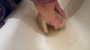 Как купать щенка лабрадора. Щенок 2,5 мес.