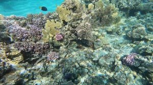 Fantazia resort Marsa Alam 5*_2021: Снорклинг на домашнем рифе  Snorkelling on the reef.