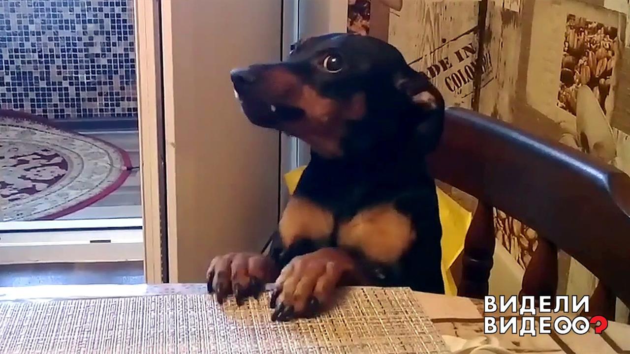 Пинчер в ожидании еды. Видели видео? Фрагмент выпуска от 26.01.2020