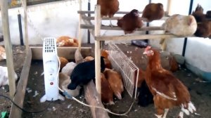Мои молодёжи Браун ник живут В теплице