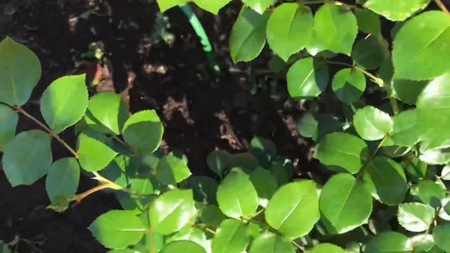 Розы. Летняя посадка- результат. Не теряем время .... смотреть онлайн