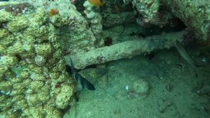 мурена на Тистле