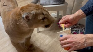 Пума Месси и его характер! Отказался от еды за команду!