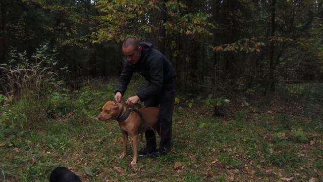 Как разжать челюсти собаке// Мертвая хватка Питбультерьера/#apbt #апбт#питбуль#питбультерьер#собака