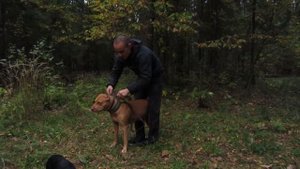 Как разжать челюсти собаке// Мертвая хватка Питбультерьера/#apbt #апбт#питбуль#питбультерьер#собака