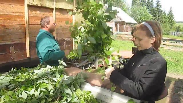 ВЯЖЕМ ВЕНИКИ ДЛЯ КОЗ / КАКИЕ ВЕНИКИ ЕДЯТ КОЗЫ смотреть онлайн