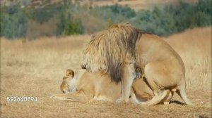 Mating • Lions mating each other in wild.