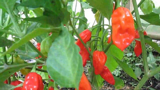 Bhut Jolokia смотреть онлайн