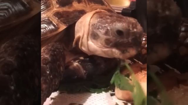 Среднеазиатская сухопутная черепаха смотреть онлайн