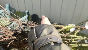 Зимовка роз в прикопе. Урал.
