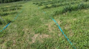 Новый капельный полив для голубики