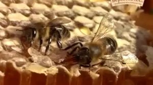 Натуральный мед "Частные пасеки Берестова".mpeg