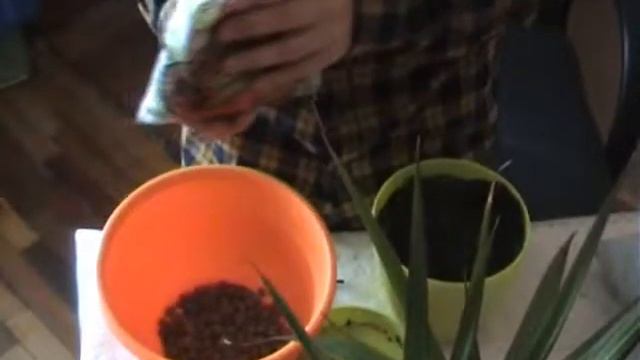 Как пересадить пальму Драцена смотреть онлайн