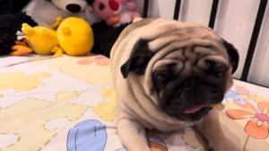 Мопс ест вкусняшку.Отдыхаю на кровати.Еда Барни.МУКБАНГ