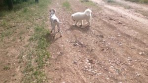 "А НАМ ГОВОРЯТ ЧТО ВОЛГА ВПАДАЕТ В КАСПИЙСКОЕ МОРЕ..."/МАЛЕНЬКИЙ ОХОТНИК/ДВЕ ПОДРУЖКИ