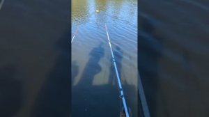 рыбалка на толстолоба.