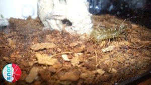 Scutigera coleoptrata против таракана, муравьев и мухоловки