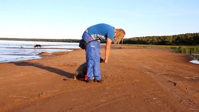 Первые занятия щенка 2,5 месяцев смотреть онлайн