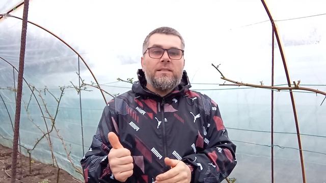 Сорта ежевики от которых я избавился и почему.