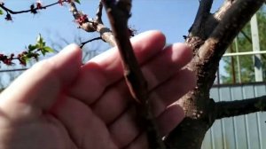 АБРИКОС+ПЕРСИК. ПРИВИВКА ПЕРСИКА НА АБРИКОС.