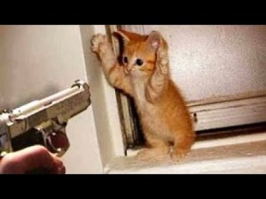 Смешные видео с кошками ? часть 1