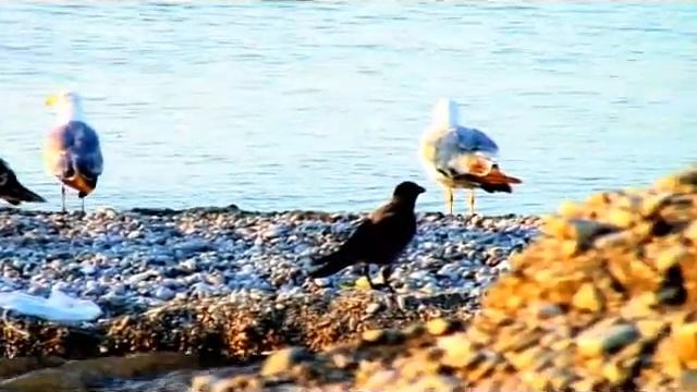 А. Арбацкая П. Акимов - #10 Тритон смотреть онлайн