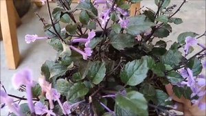Plectranthus ‘Mona Lavender’ Beautiful Purple Flower For Houseplant