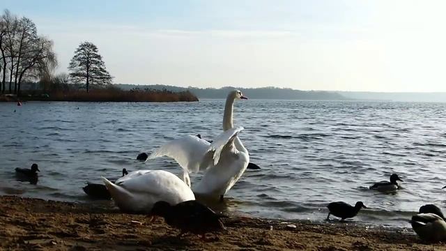 ЛЕБЕДИ на озере.Самая красивая мелодия смотреть онлайн