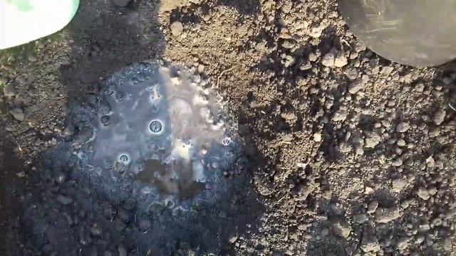 САМЫЙ ЛЁГКИЙ ДЕДОВСКИЙ СПОСОБ ПОСЕВА КАПУСТЫ ВЕСНОЙ СРАЗУ В ОТКРЫТЫЙ ГРУНТ. смотреть онлайн