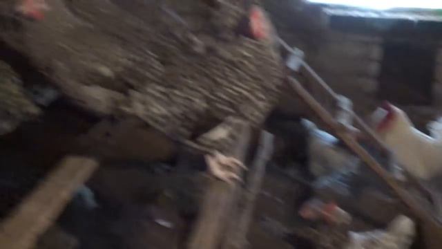 Наше хозяйство. Жизнь в деревне. Семья Теклиных.