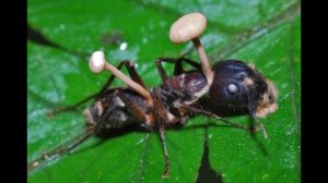 ¡Un descubrimiento increíble! ? | El Ophiocordyceps Unilateralis