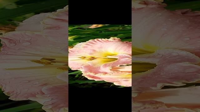 лилейник НИКОЛЬ