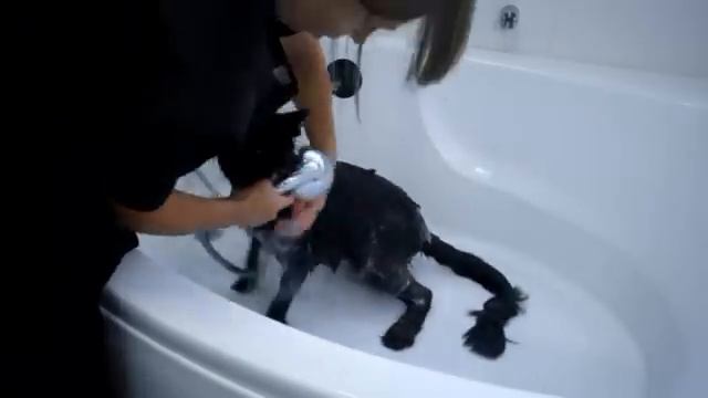 Купание кота мейн кун. С чего начать? смотреть онлайн