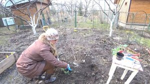 ПОСАДКА ГИПСОФИЛЫ ТИХООКЕАНСКОЙ