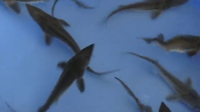 Малёк Осетра (Королевская рыба, мясо, чёрная икра) смотреть онлайн