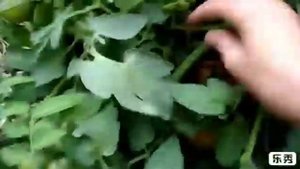 Томат Бобкат в теплице из ПК.