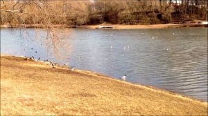 Царицынские пруды