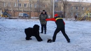 Black Russian Terrier Security Guard Class.Русский черный терьер занятие по ЗКС.