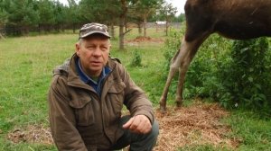 опасность при встрече с лосём