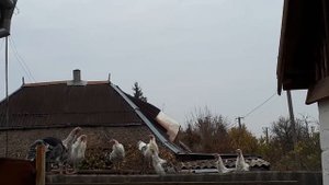 ПОПАЛИ НА ГОДОВЩИНУ--- 48 ЛЕТ СВАДЬБЫ!