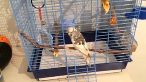 Полезные жердочки для попугаев