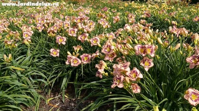 Цветение сортового лилейника MYSTIC IMAGE в саду www.jardindelux.ru смотреть онлайн