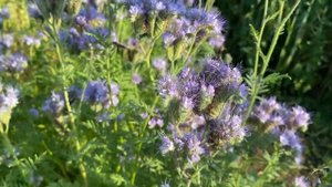 Фацелия и овёс - превосходные сидераты