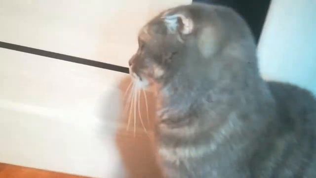 Обзор моего шотландского кота Мурзика! смотреть онлайн