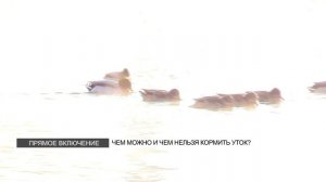 Чем можно и чем нельзя кормить уток?