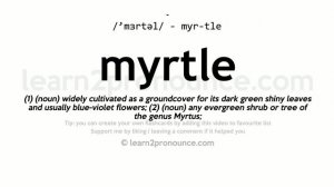 Pronunciation of Myrtle | Definition of Myrtle