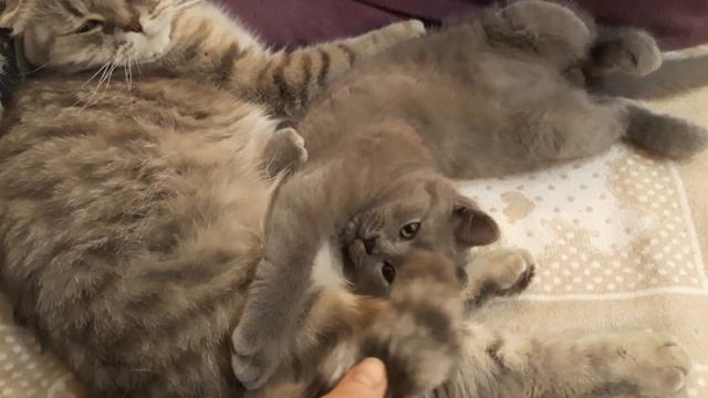 Счастливый котик обнимает маму / Кошка спит с котенком / КОШКИН ДОМ смотреть онлайн