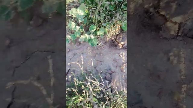 Степные шампиньоны Казахстана смотреть онлайн