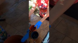 Забираем Бегонию домой на зиму. Сохраняем на следующий сезон.🌺