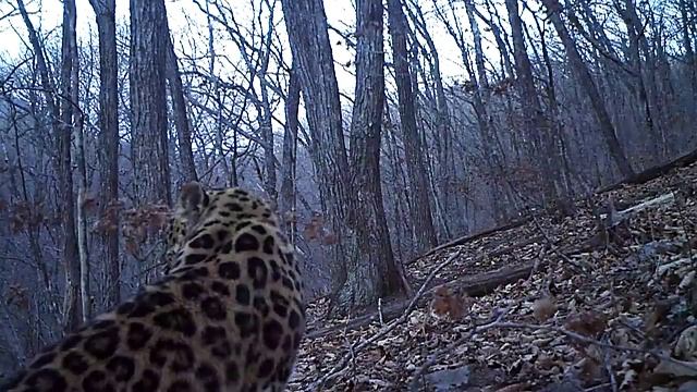 Дальневосточный леопард. Голос матери. смотреть онлайн